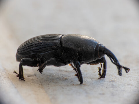 Weevil (Curculionidae) Black Beetle, snout beetle, true weevil