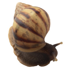 snail isolated on white background © chercvc999