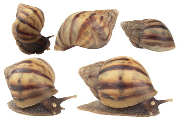 snail isolated on white background © chercvc999