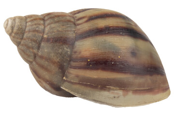 snail isolated on white background © chercvc999