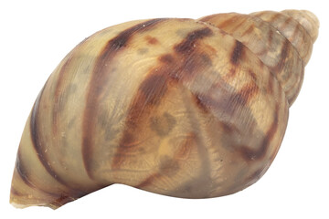 snail isolated on white background © chercvc999