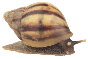 snail isolated on white background © chercvc999