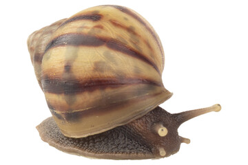 snail isolated on white background © chercvc999
