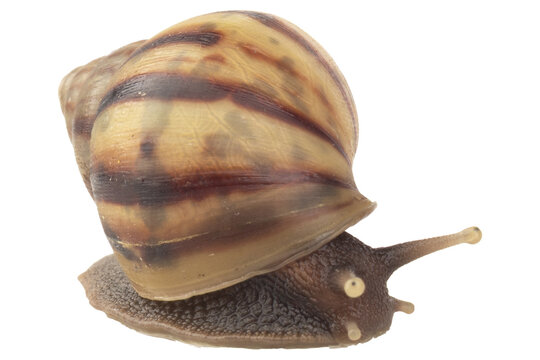 snail isolated on white background