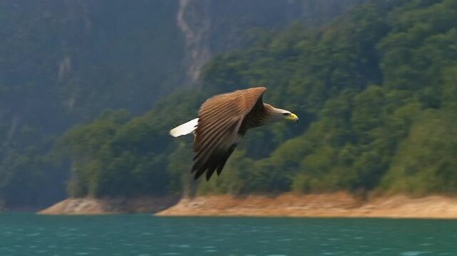Majestic eagle flight above khao sok lake landscape
