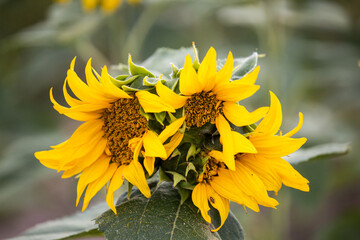 Morphological anomaly of sunflower plant development. Mutated sunflower flower. Genetic...