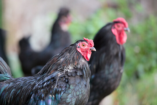 A group of elegant black chickens, featuring their striking red combs and dark plumage, in a natural outdoor environment.