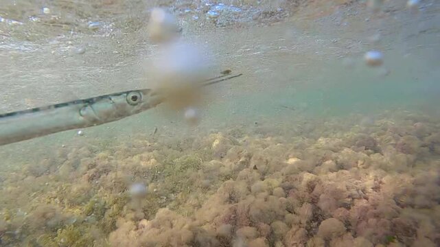 Underwater close up of a needlefish released back into the sea swimming near surface, catch and release, slow motion