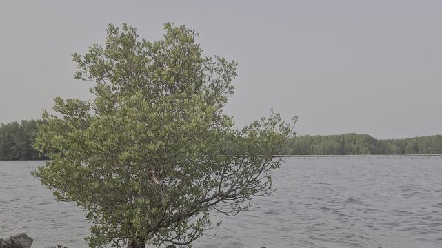 Mangrove Tree Growing on Rocky Coastal Shoreline with Ocean Water and Sky Background for Environmental Conservation and Ecology Projects