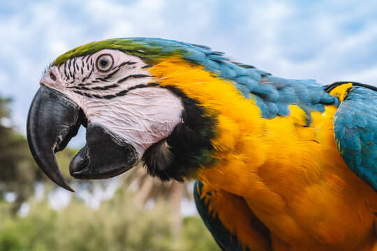 Close-up portrait of blue and yellow macaw head and beak