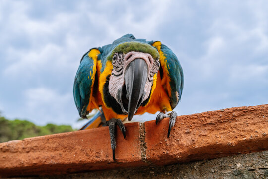 Blue and yellow macaw perched on terracotta roof tile staring at camera