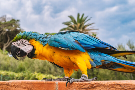  Blue and yellow macaw holding piece of bread in its beak on stone pedestal