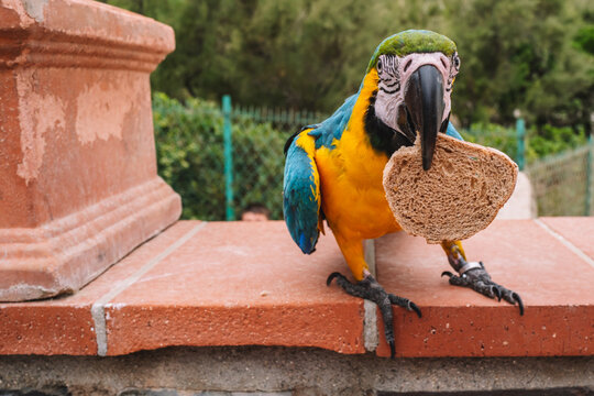 Blue and yellow macaw perched on brick wall in profile with wings folded