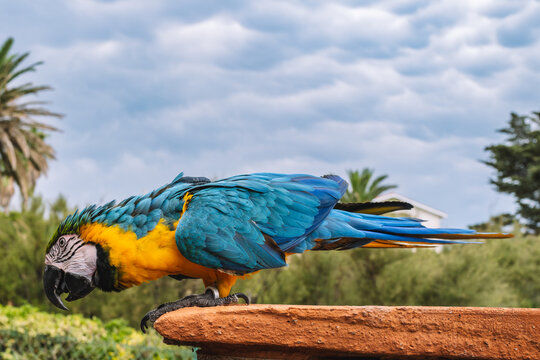 Blue and yellow macaw looking down while perched on stone ledge
