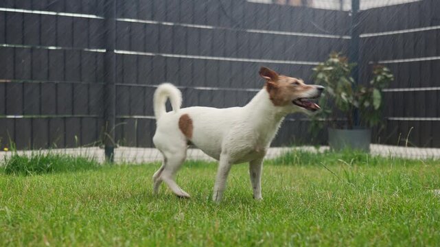 Wet Jack Russell Terrier dog shaking off water on the lawn
