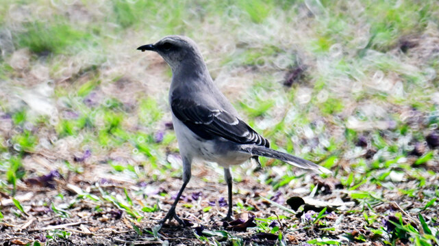 aves de colombia