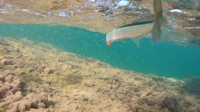 Slow motion underwater view of needlefish tail and body swimming away near surface after release