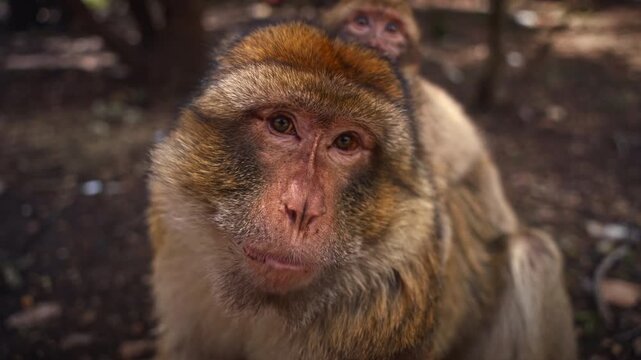 Baby Barbary macaque with its mother in Ifrane National Park, Morocco