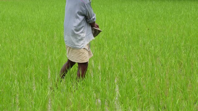 Farmer spreading fertilizer in green rice paddy field