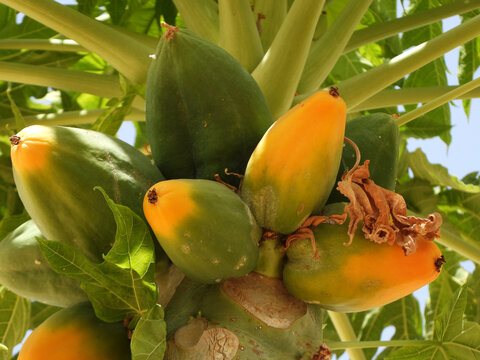 Papaya