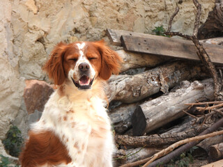 Spaniel breton © Steve Fossiant