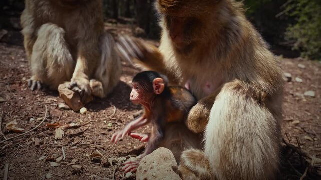 Baby Barbary macaque with its mother in Ifrane National Park, Morocco