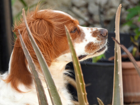 Spaniel breton