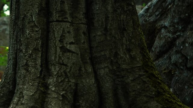 A close view of a tree trunk shows its rough texture and natural patterns. The sunlight filters through the trees, creating shadows. The scene captures the essence of nature.