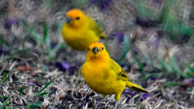 aves colombia