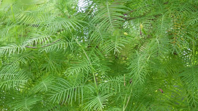 Cypress vine green foliage in fresh natural growth