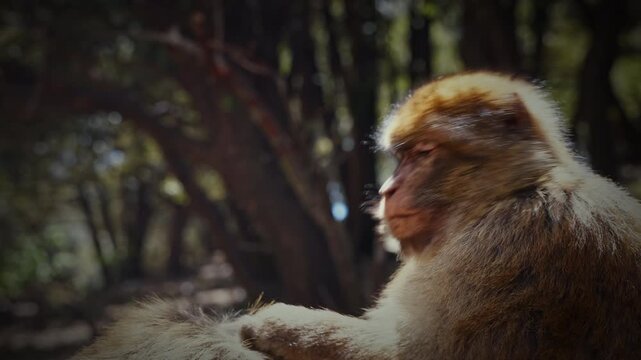 Wild Barbary macaques in Ifrane National Park, Morocco