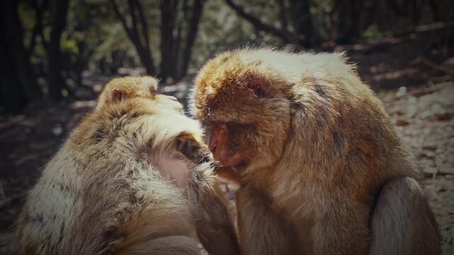 Wild Barbary macaques in Ifrane National Park, Morocco