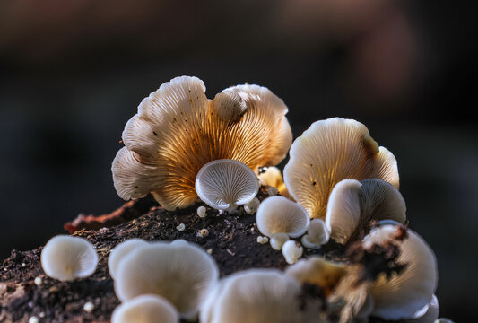 The elastic oysterling (Panellus mitis) is a tiny, shell-shaped fungus with a stretchy, peelable cap skin and a mild, fruity smell.