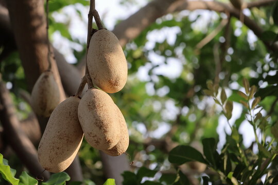 fruit on the kigelia tree in the garden, stock photo