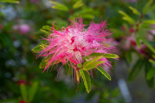 Close up view of blooming pink silk tree flower (Albizia julibrissin) with fine stamens in garden