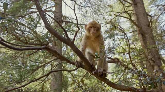 Wild Barbary macaques in Ifrane National Park, Morocco