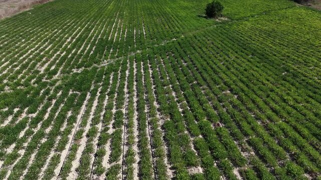 Aerial forward flight over lush green agricultural field with geometric crop rows. [D-Log M]