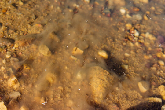 Turbid water swirling over a rocky riverbed as sediment clouds rise from the ground creating an abstract texture of organic silt and small stones in a shallow stream