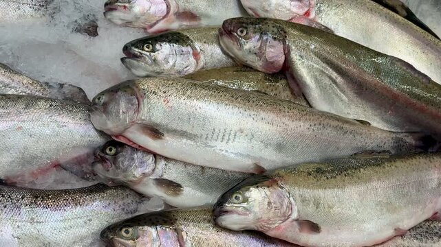 Raw whole rainbow trout with a head, chilled on shallow ice at the seafood market. An open shelf at the fish market. Close-up