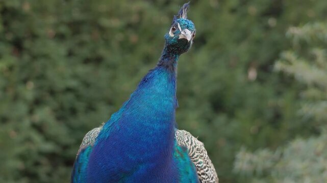 Male Indian Peafowl with Vivid Blue Plumage and Crest