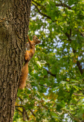 Obraz premium Red squirrel looking up while clinging to an oak tree with a beautiful green foliage bokeh background.