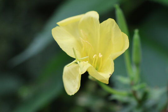 Yellow evening primrose flower