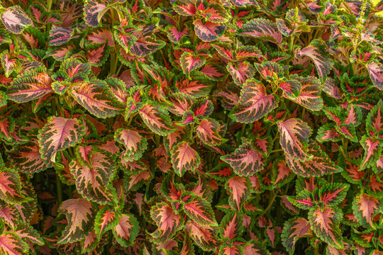 Vibrant foliage pattern of ornamental solenostemon (painted nettle) plants in a summer garden.