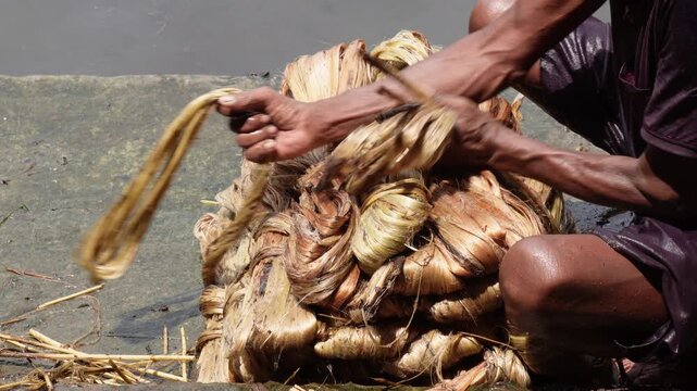 Farmer bundling raw golden jute fibers after extraction
