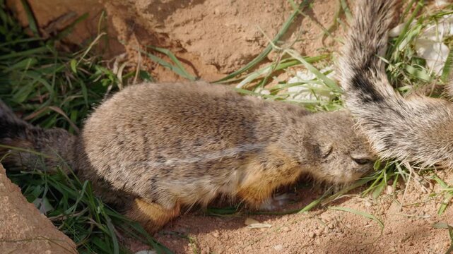 Juvenile Cape Ground Squirrel Sniffing Another Squirrel's Tail