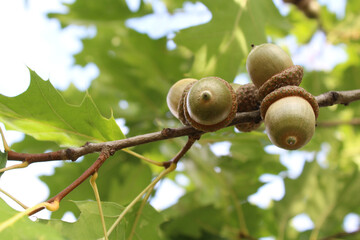 acorns on an oak branch, green fresh leaves and green acorns on a tree branch against a blue sky background © Iryna