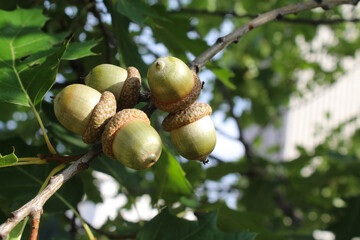 acorns on an oak branch, green fresh leaves and green acorns on a tree branch against a blue sky background © Iryna