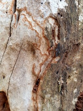 Macro close up of termite damage on tree trunk bark showing hollow tunnels and mud structures. Pest infestation and wood decay nature concept.