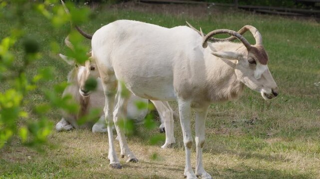Scimitar-Horned Oryx Standing on Grass Beside Another Oryx