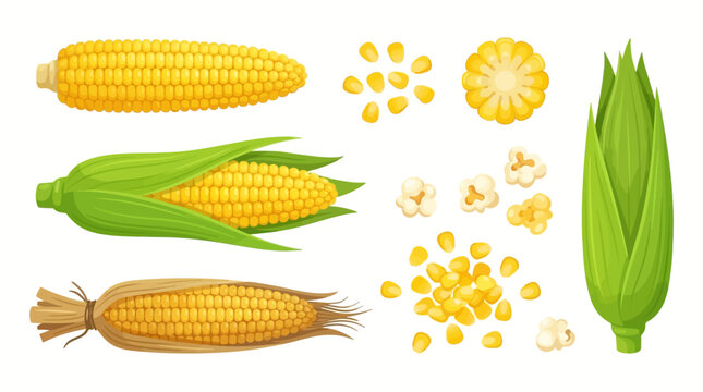 Bright yellow corn cobs with green husks and golden kernels displayed as a flat vector graphic illustration for food design